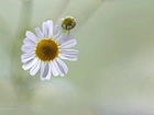 Rumianek, Biały, Kwiat