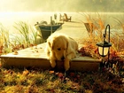 Pies, Golden retriever, Pomost, Jezioro, Mgła