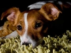 Pies, Jack Russell terrier, Dywan