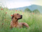 Rhodesian ridgeback