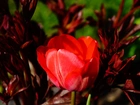 Kwiat, Wiosna, Tulipan, Czerwony