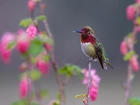 Koliber, Gałązka, Kwiaty