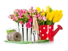 Kwiaty, Róże, Tulipany, Konewka