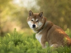 Akita Inu, Pies, Trawa