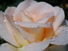 Biała, Róża, Kwiat