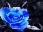 Niebieska, Róża, Czarne, Tło