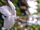 Biały, Hibiskus