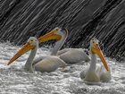 Trzy, Pelikany, Spływająca, Spieniona, woda