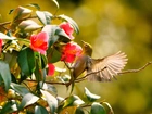 Koliber, Krzew, Czerwone, Kwiaty