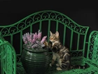 Kot, Lawka, Kwiaty