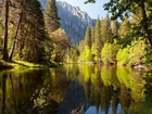 Las, Góry, Jezioro, Park Narodowy Yosemite, Kalifornia