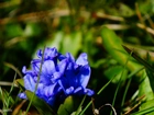 Kwiaty, Niebieskie, Kwitnące