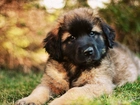 Brązowy, Pies, Leonberger