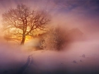 Wschód Słońca, Drzewo, Śnieg, Mgła