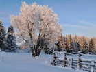 Zima, Śnieg, Las, Drzewa, Ogrodzenie