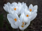 Krokus, Biały, Kwiat