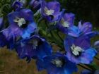 Kwiaty, Niebieskie, Ostróżka
