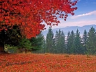 Drzewa, Liście, Góry, Jesień
