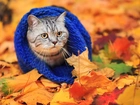 Jesień, Liście, Kot, Niebieska, Czapka