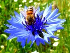 Chaber, Pszczoła