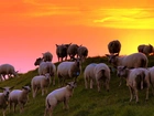 Owce, Łąka, Zachód Słońca
