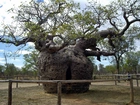 Potężny, Baobab