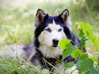 Alaskan malamute