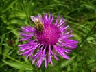 Kwiat, Ostu, Pszczoła