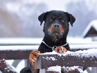 Rottweiler, Płot, Śnieg