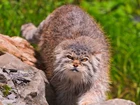 Manul, Kamienie