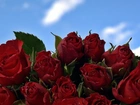 Bukiet, Czerwonych, Róż