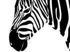 Zebra, 2D