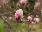 Magnolia, Kwiat, Gałązki