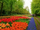 Lisse, Park, Keukenhof, Tulipany Szafirki, Spacerowicze