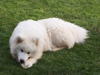 Samojed, trawa