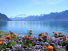 Jezioro, Góry, Kwitnące, Kwiaty