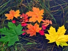 Kolorowe liście, Woda, Jesień