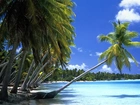 Wyspa, Palmy, Ocean