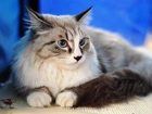 Kotek, Maine Coon