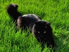 Czarny, Kot, Trawa