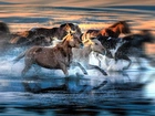Konie, Galop, Morze