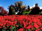 Wiosna, Par, Czerwone, Tulipany