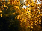 Las, Drzewo, liście, Jesień