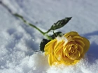Żółta, Róża, Na, Śniegu, Zima