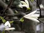 Białe, Kwiaty, Magnolii