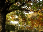 Jesień, Rzeka, Drzewo