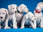 Psy, Białe, Szczeniaki, Pit Bull Terrier