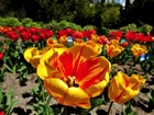 Ogród, Tulipany, Rozmycie