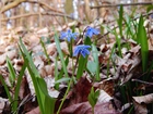 Cebulica Syberyjska, Niebieskie, Kwiatki, Liście, Wiosna