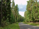 Droga, Przez Las